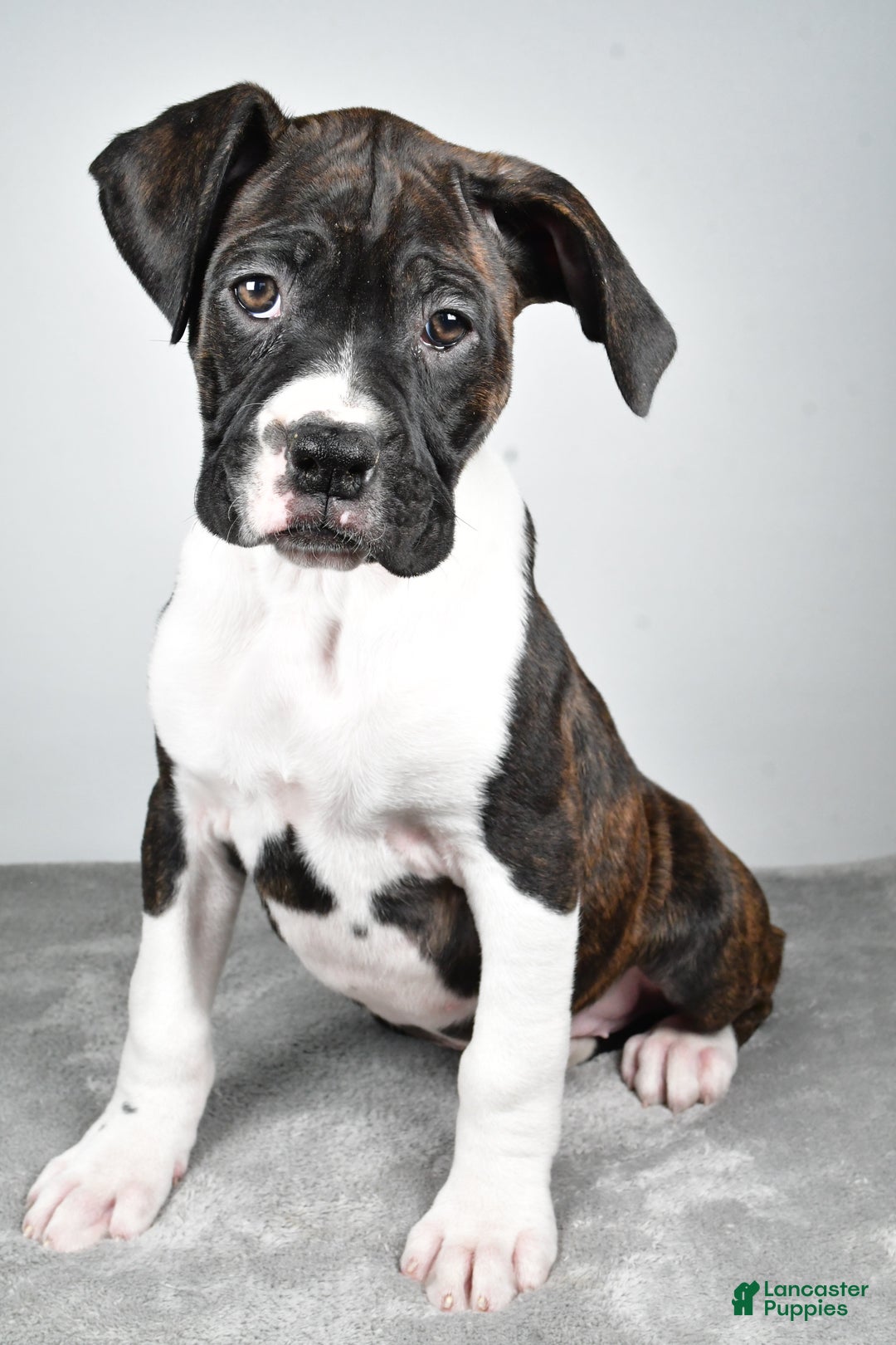 Boxer dogs for sale: Ada - Ad 6