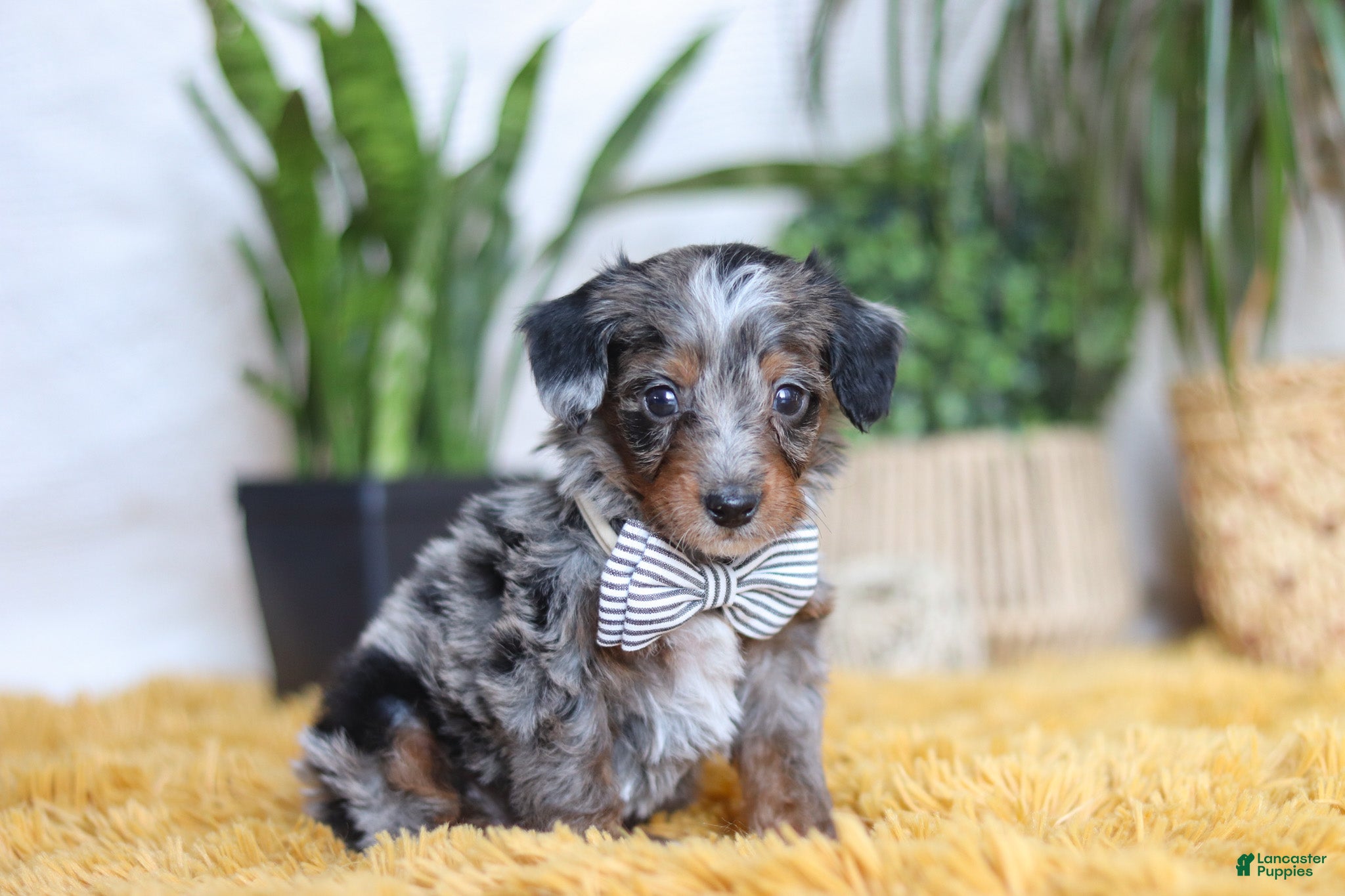 Yorkiepoo dogs Enzo - Ad 2