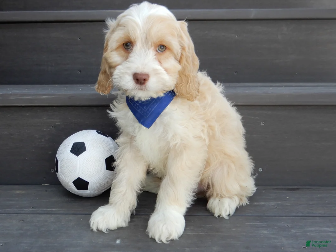 Cockapoo dogs for sale: Joey - Ad 3