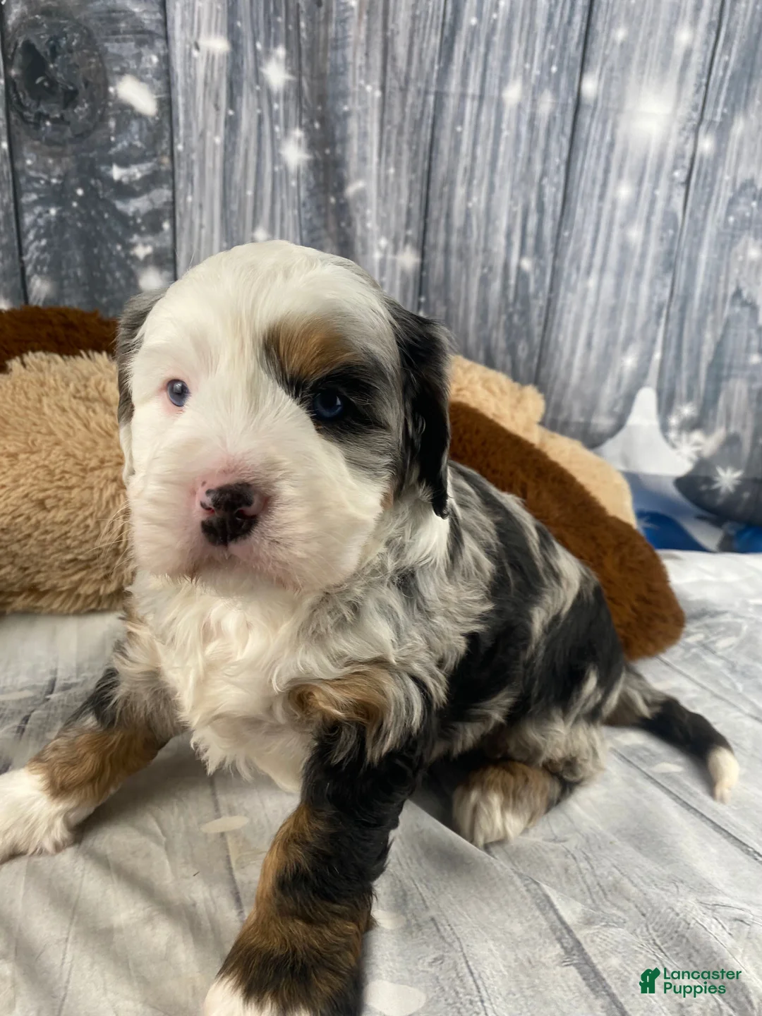Mixed Breed dogs for sale: Rubio - Ad 8