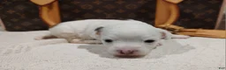 Mixed Breed dogs for sale: Spot - Ad 5