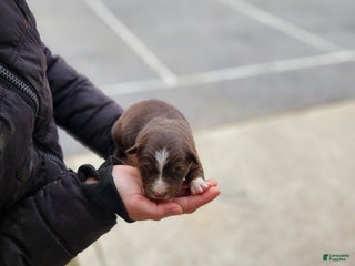 Australian Shepherd dogs Penny - Ad 9
