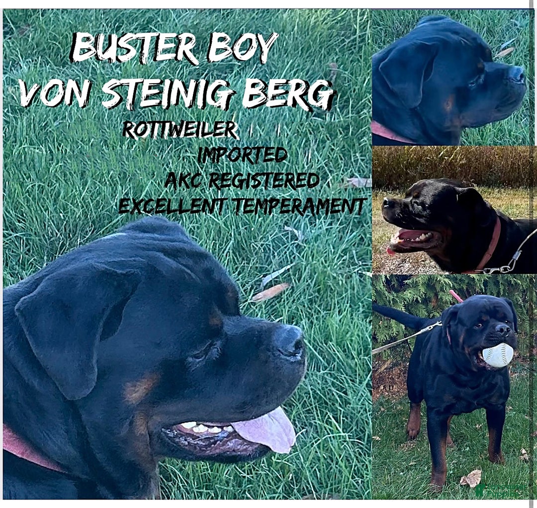 Rottweiler dogs for sale: Patty - Ad 8