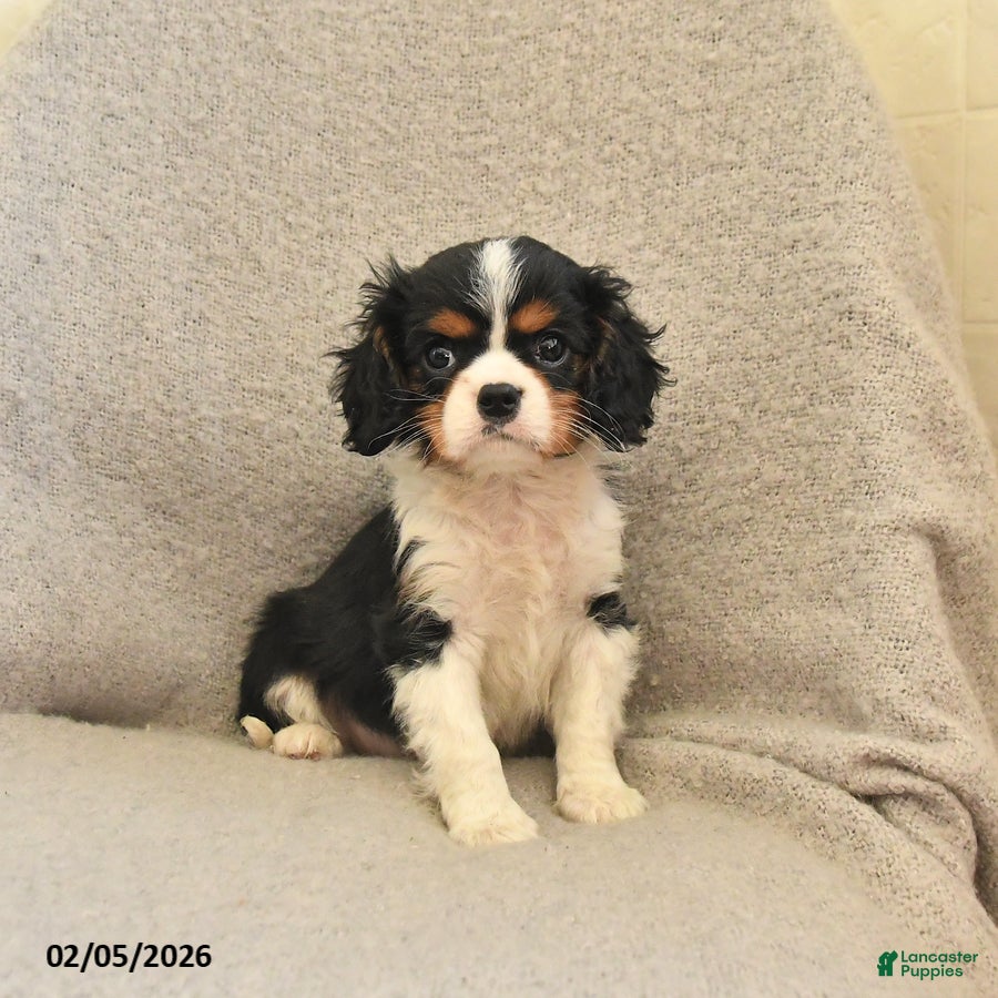 Cavalier King Charles Spaniel dogs Cuddles - Ad 33