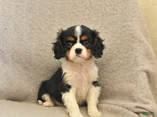 Cavalier King Charles Spaniel dogs Cuddles - Ad 33