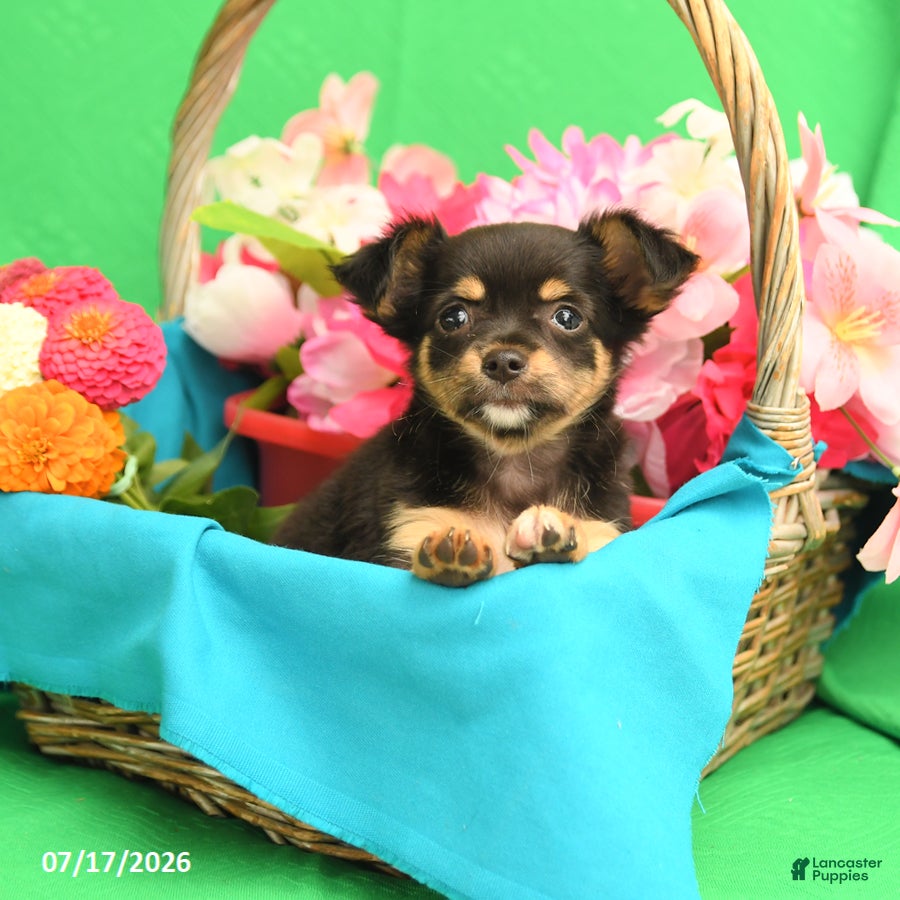 Chihuahua dogs Flower - Ad 2