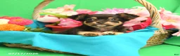 Chihuahua dogs for sale: Flower - Ad 2