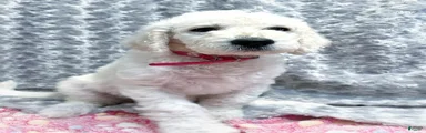 Labradoodle 5