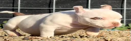 American Bully dogs for sale: American Bully 5 - Ad 12