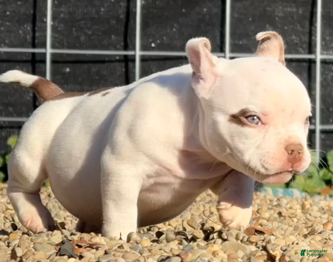 American Bully dogs for sale: American Bully 5 - Ad 12