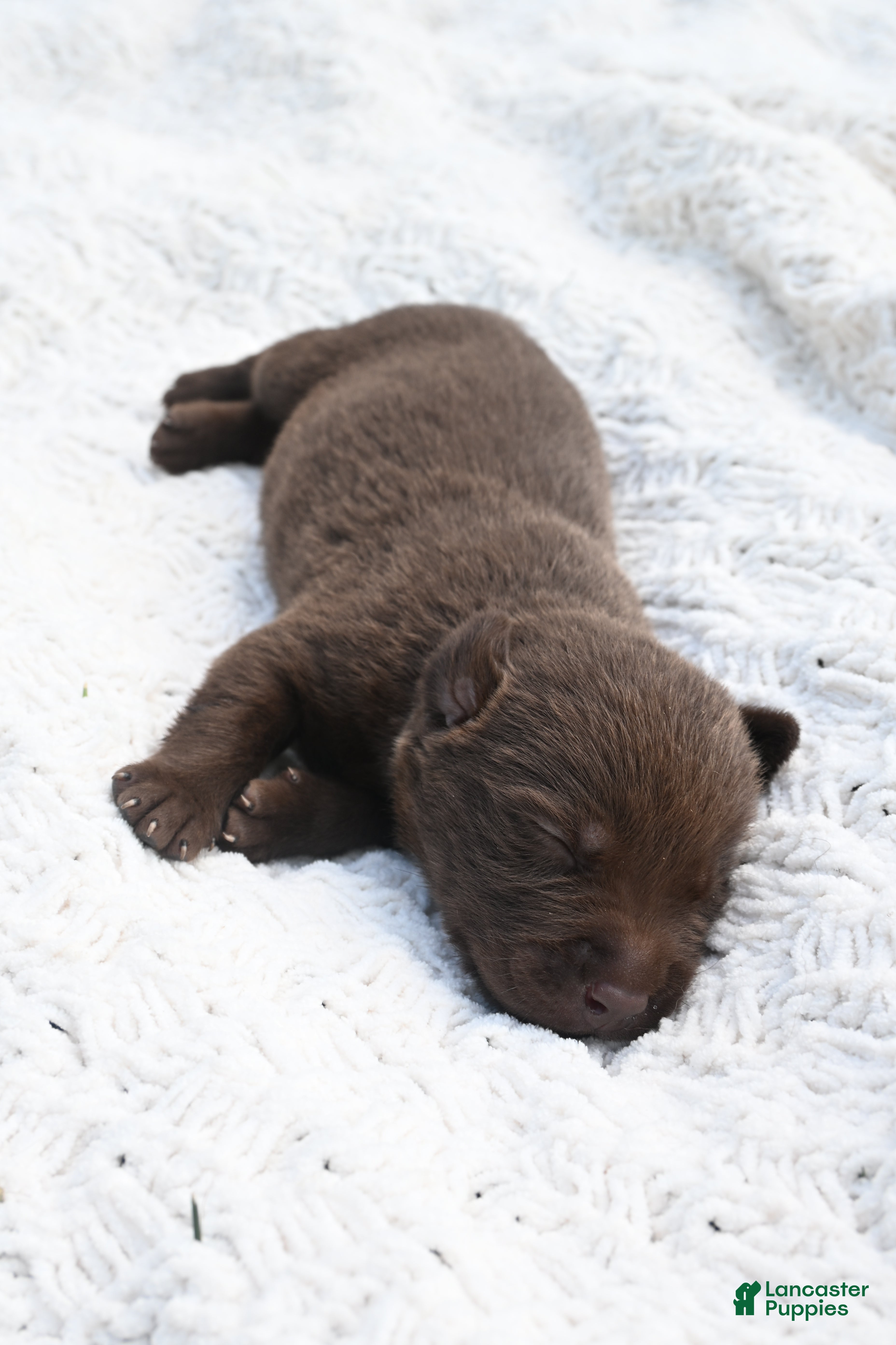 Labrador Retriever dogs Labrador Retriever 5 - Ad 1
