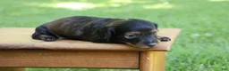 Miniature Dachshund dogs for sale: Mini Dachshund: Eric - Ad 4