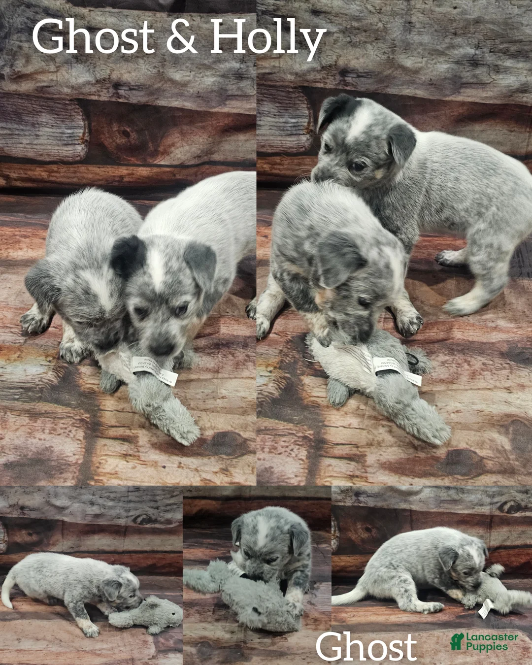 Mixed Breed dogs for sale: Mixed Breed Puppy 7 - Ad 33