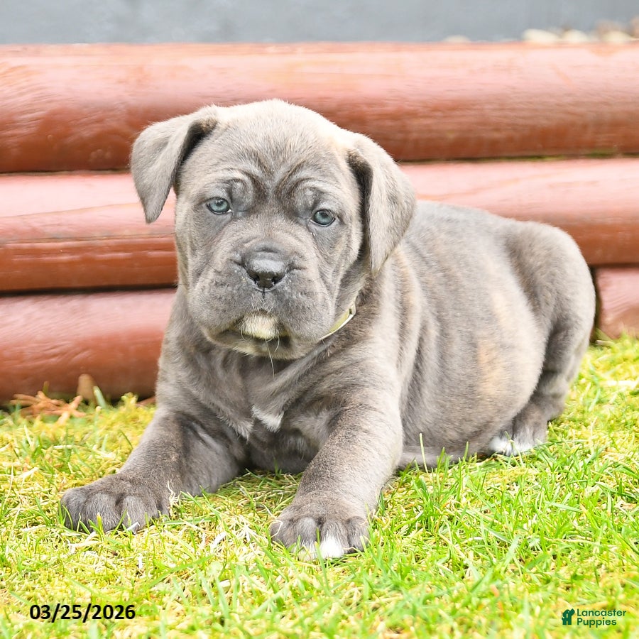 Cane Corso dogs Horizon - Ad 2
