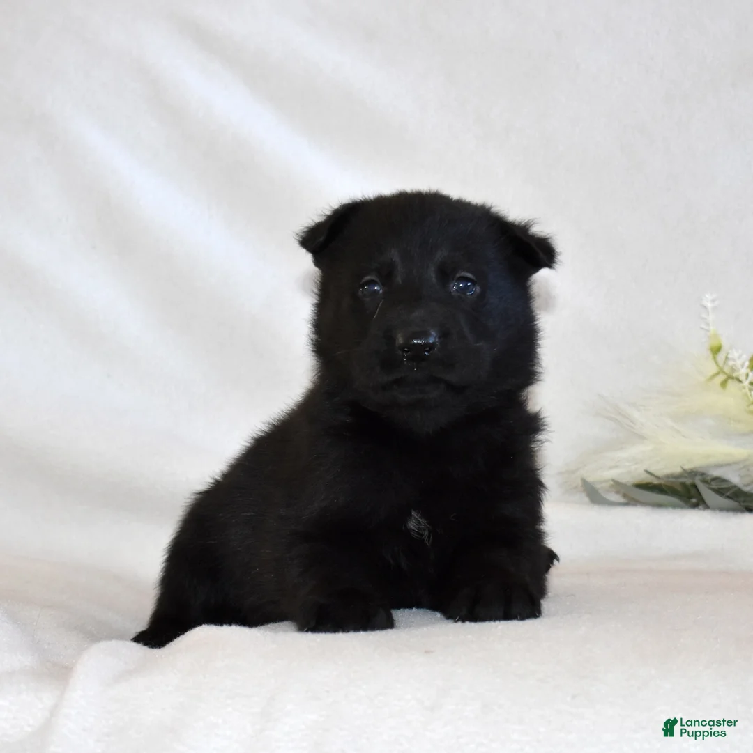 German Shepherd dogs for sale: Stormy - Ad 5