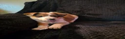Mixed Breed dogs for sale: Attie - Ad 3