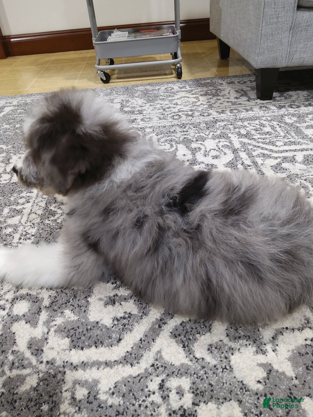 Aussiedoodle dogs for sale: Danay - Ad 5
