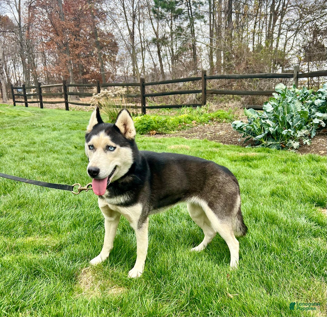 Siberian Husky dogs for sale: Midnight  - Ad 3