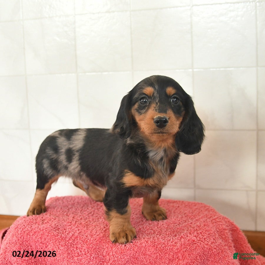 Miniature Dachshund dogs Finn  - Ad 2