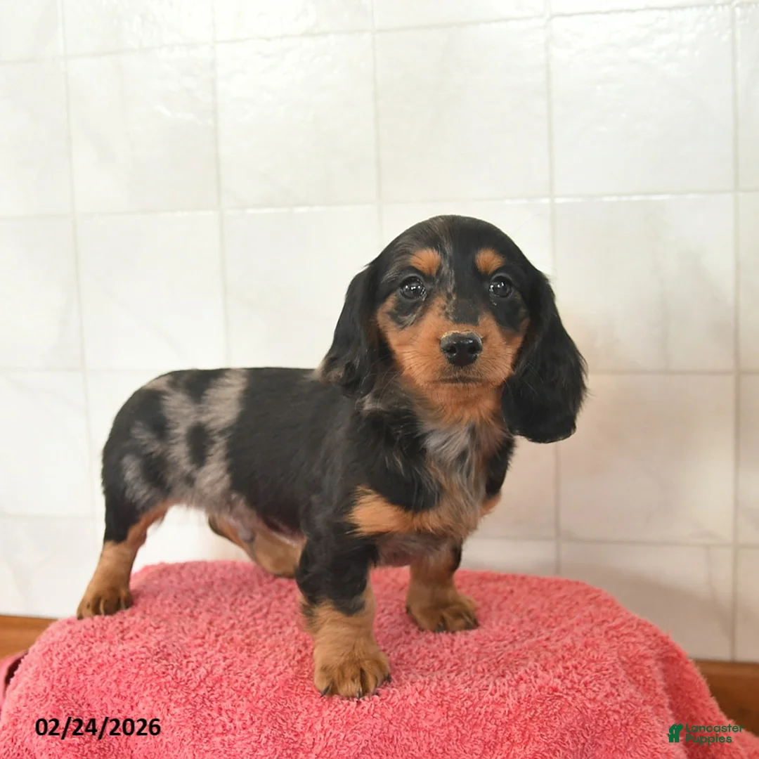 Miniature Dachshund dogs for sale: Finn  - Ad 2