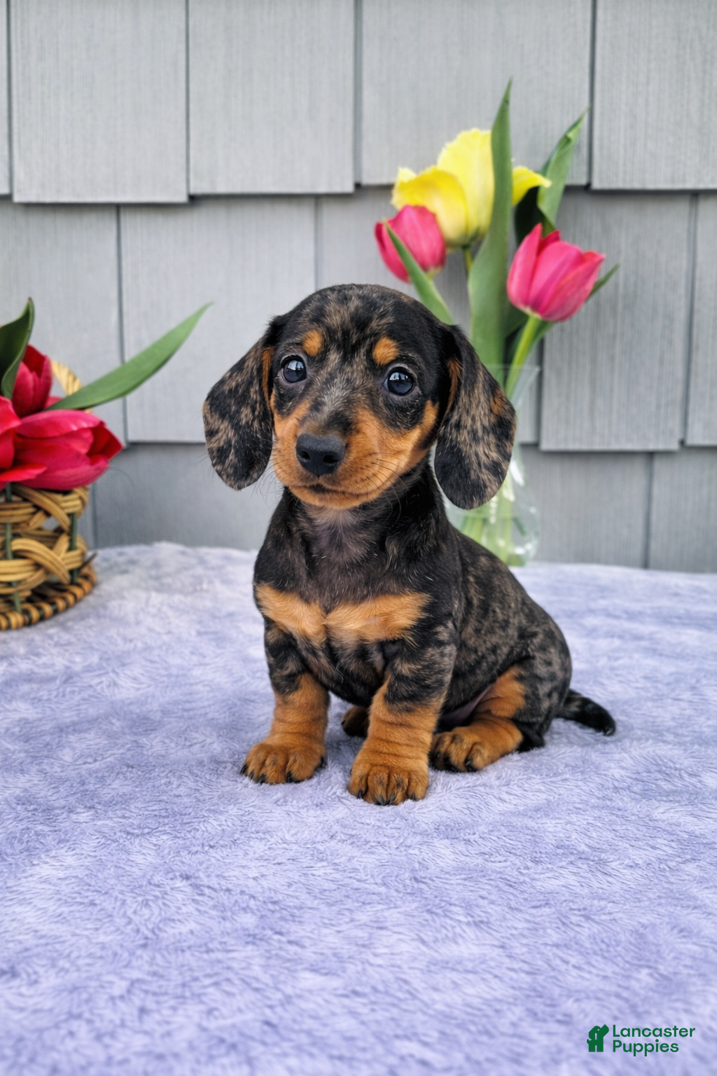 Dachshund dogs Mia - Ad 1
