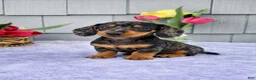 Dachshund dogs for sale: Mia - Ad 1