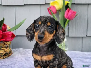 Dachshund dogs for sale: Mia - Ad 3