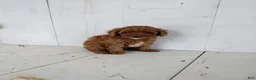 Toy Poodle dogs for sale: Lucky - Ad 3
