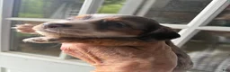 Miniature Dachshund dogs for sale: Miniature Dachshund Puppy 3 - Ad 1