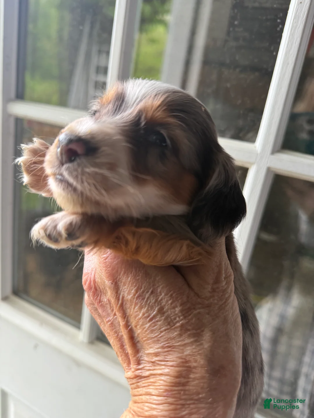 Miniature Dachshund dogs for sale: Miniature Dachshund Puppy 3 - Ad 1