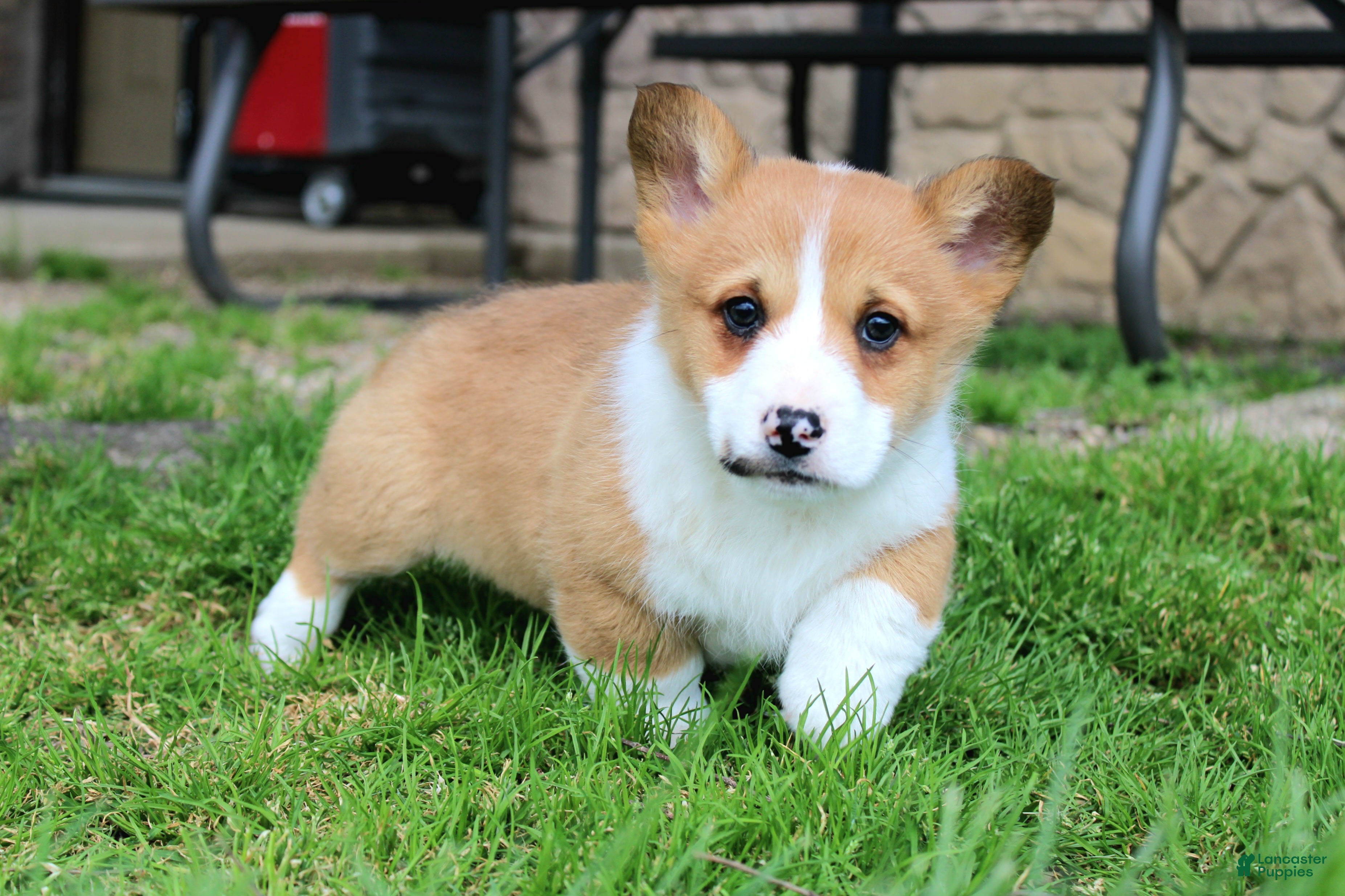 Welsh Corgi Pembroke dogs Triple clear Denver - Ad 1