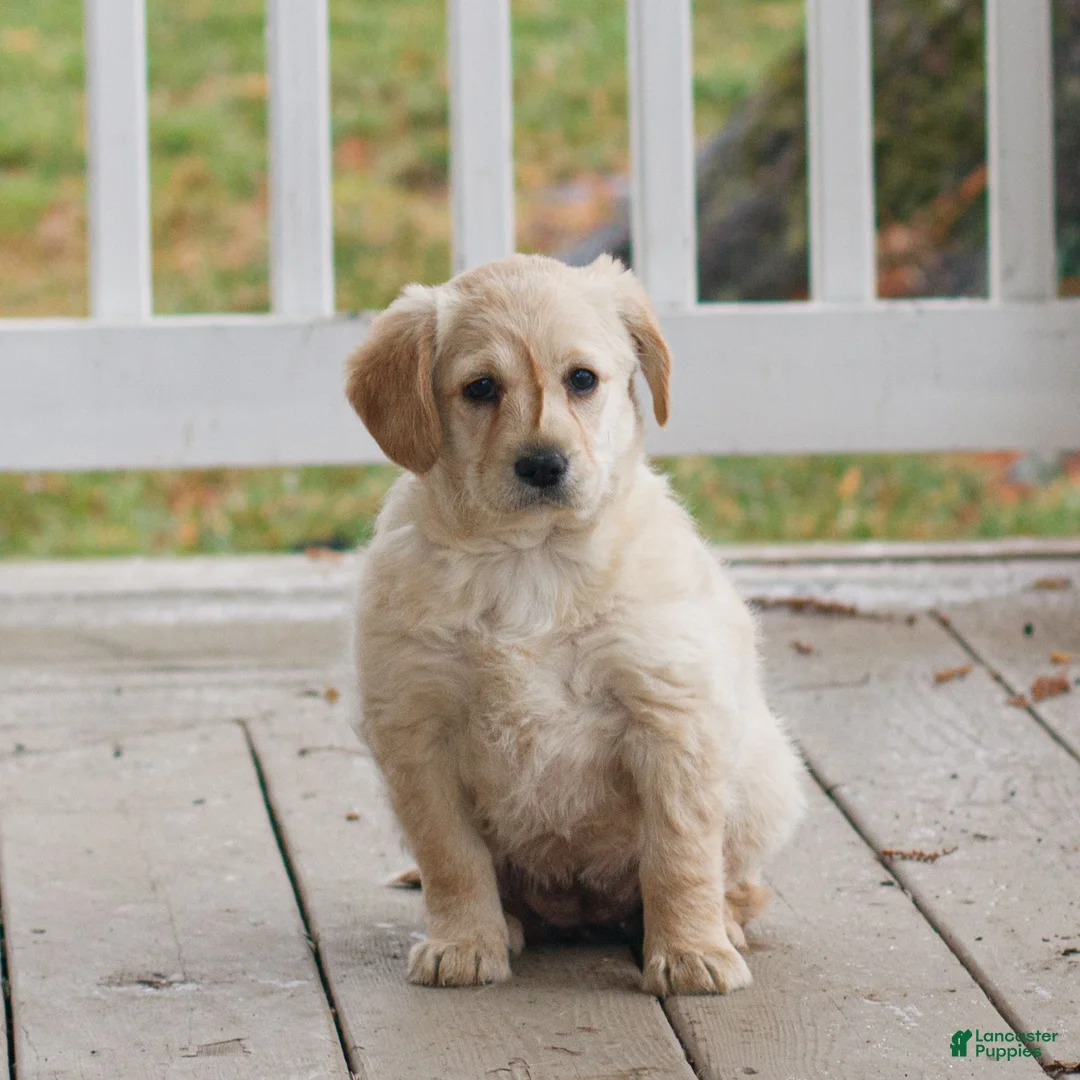 Labradoodle dogs for sale: Cinnamon  - Ad 2