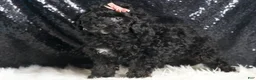 Toy Poodle dogs for sale: Luna - Ad 3