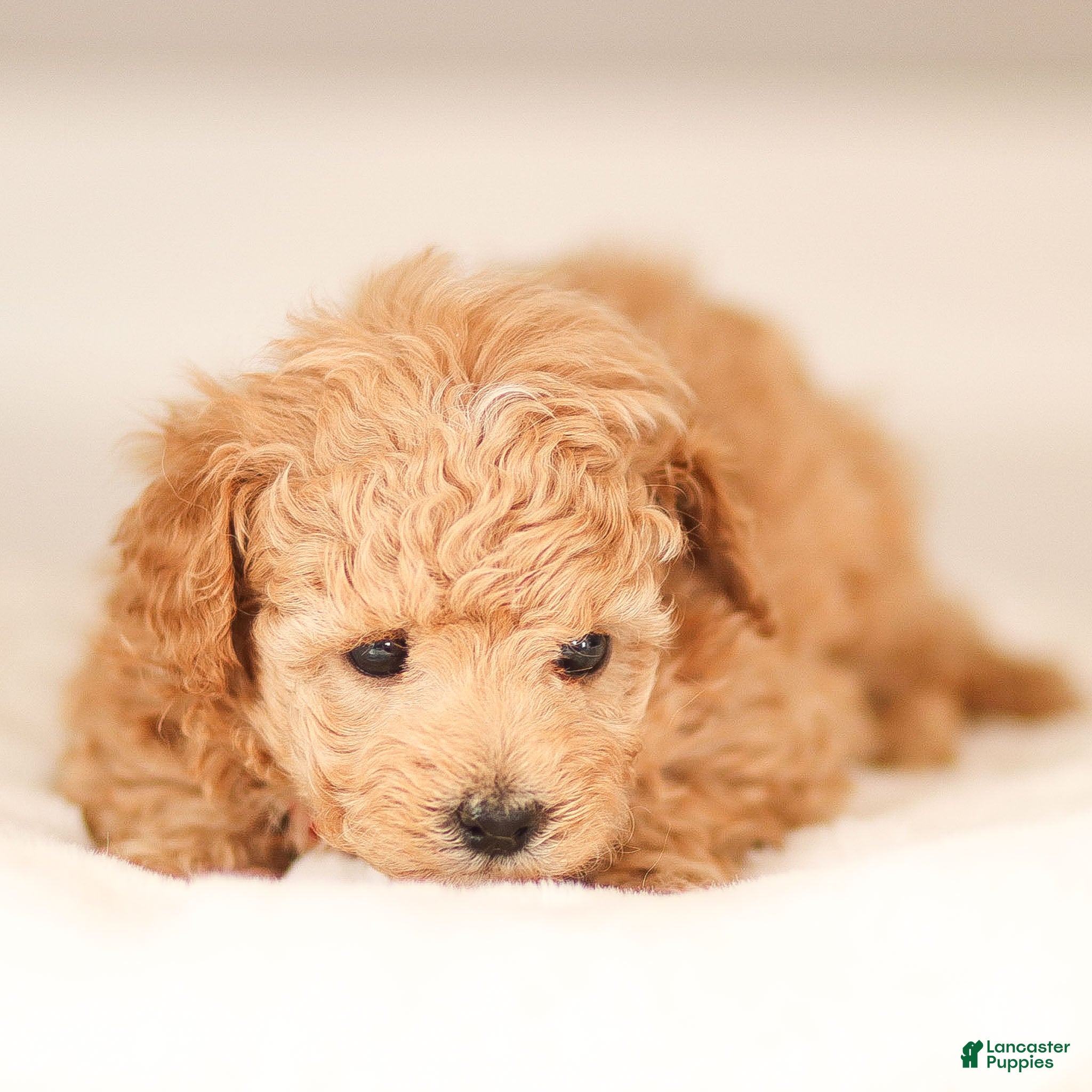 Maltipoo dogs Maltipoo Puppy 1 - Ad 2