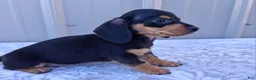 Miniature Dachshund dogs for sale: Ellie - Ad 3