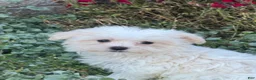 Maltese dogs for sale: Moose - Ad 2