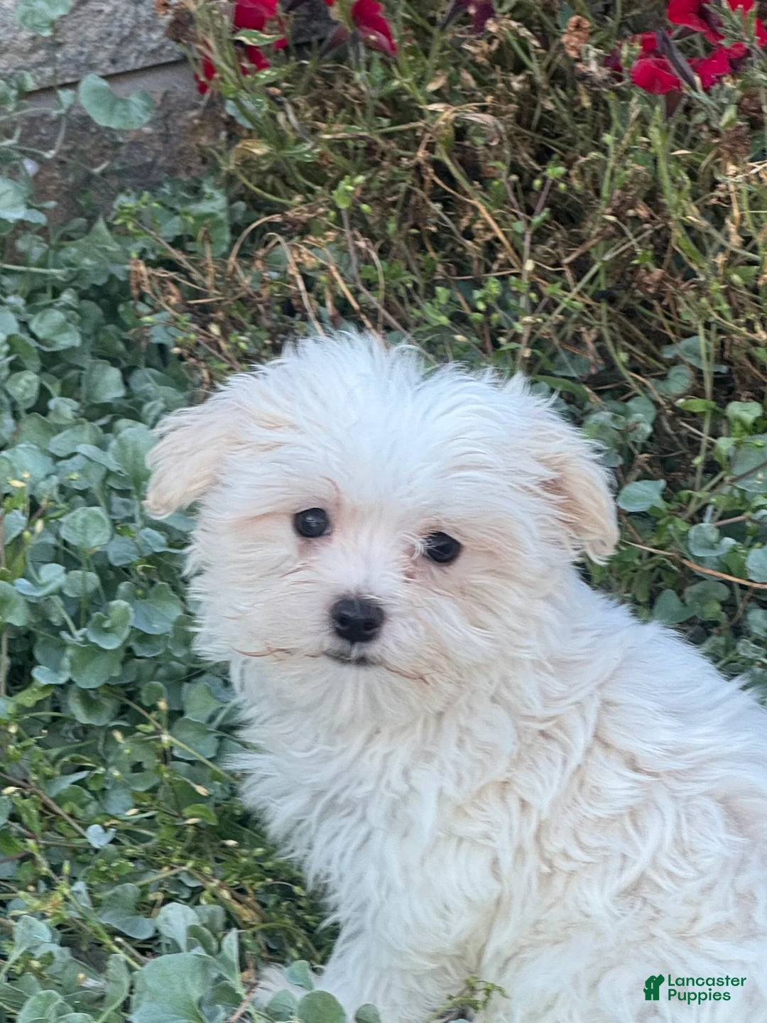 Maltese dogs for sale: Moose - Ad 2
