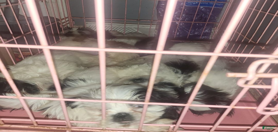 Gallery Image {{count}}