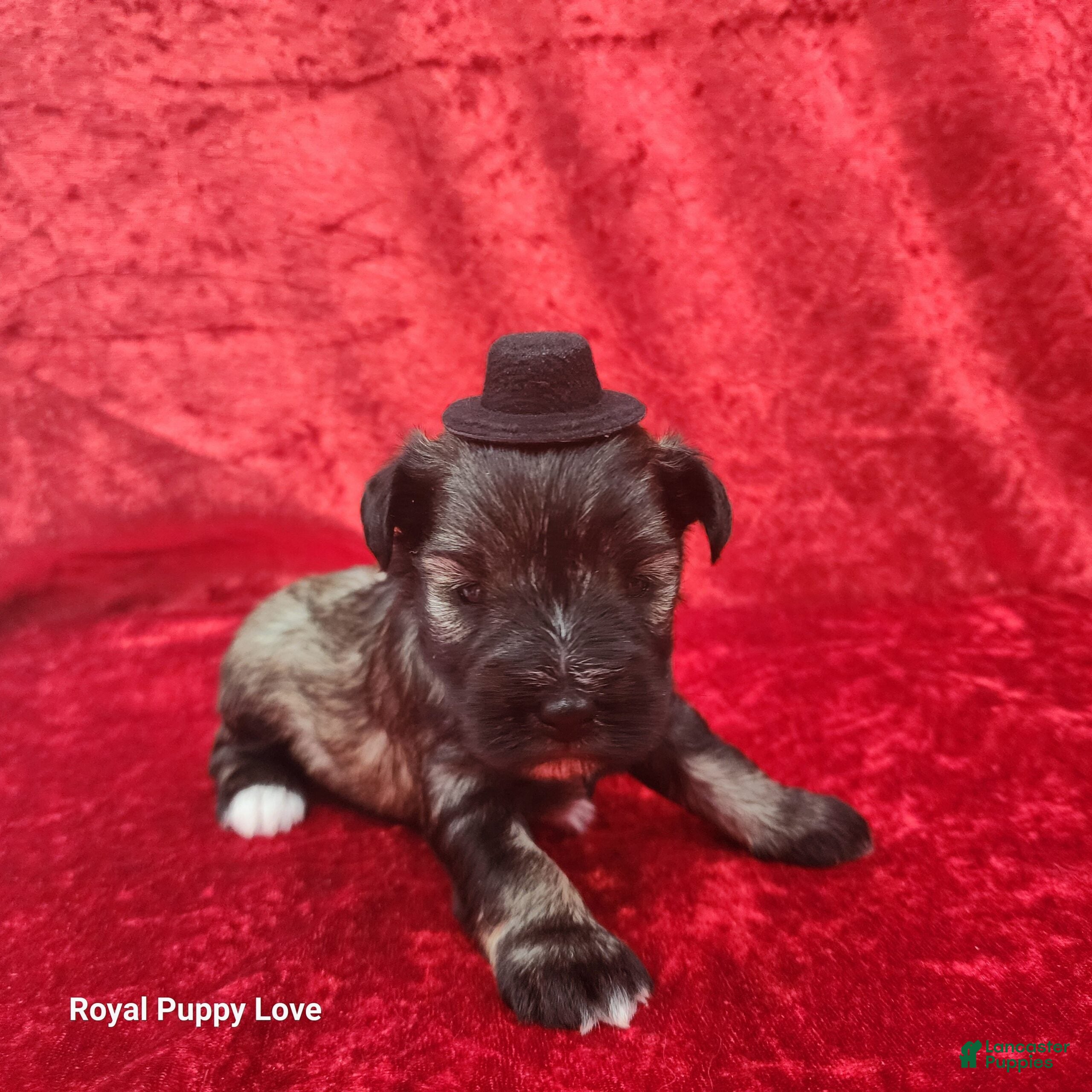 Miniature Schnauzer dogs Otis - Ad 33