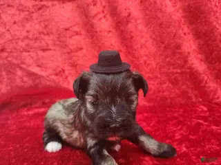 Miniature Schnauzer dogs Otis - Ad 33