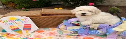 Bichpoo dogs for sale: Stan  - Ad 3