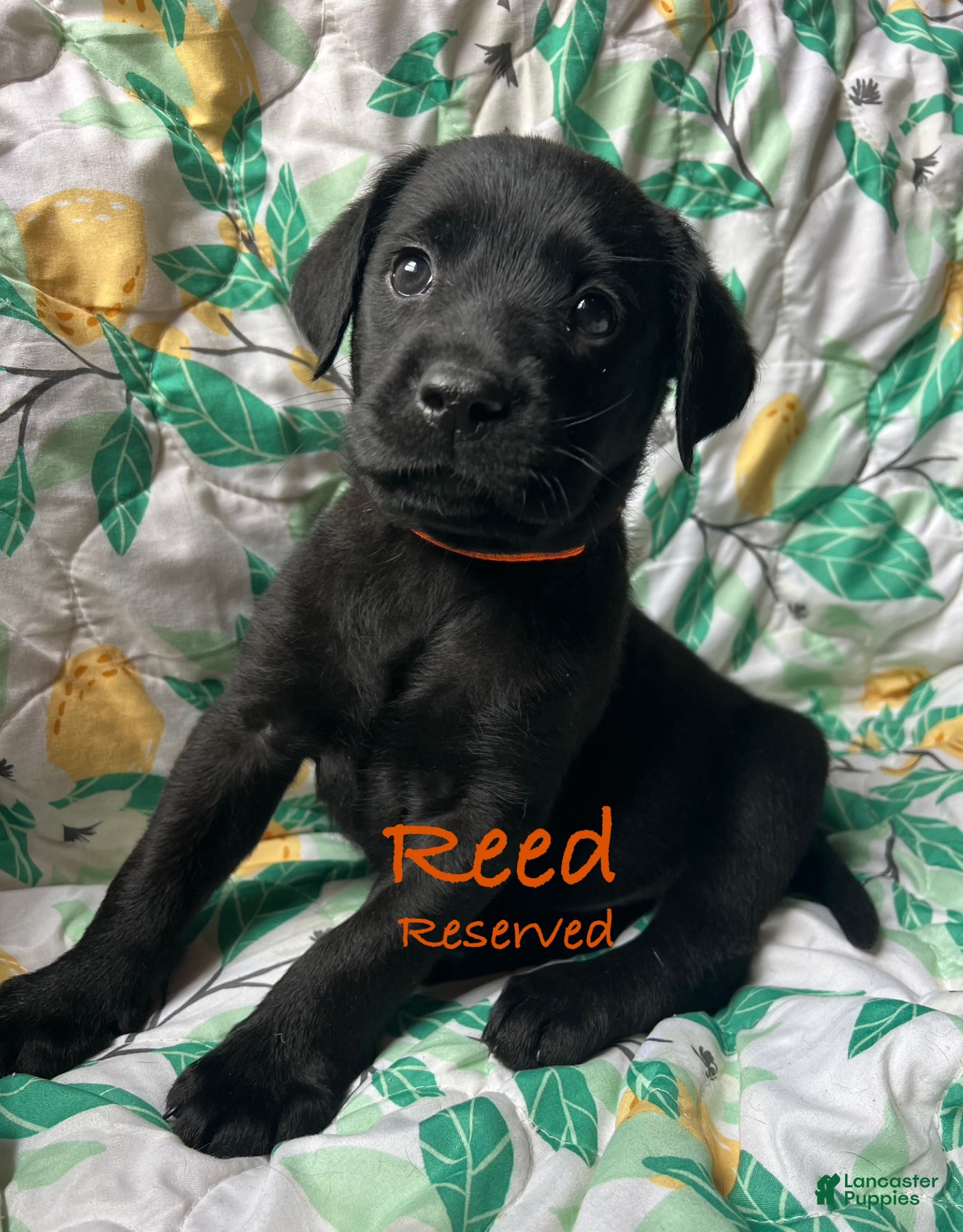 Labrador Retriever dogs Reed - Ad 35