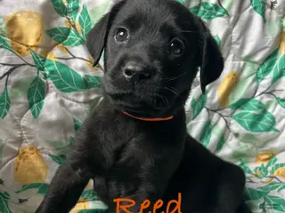 Labrador Retriever dogs Reed - Ad 35