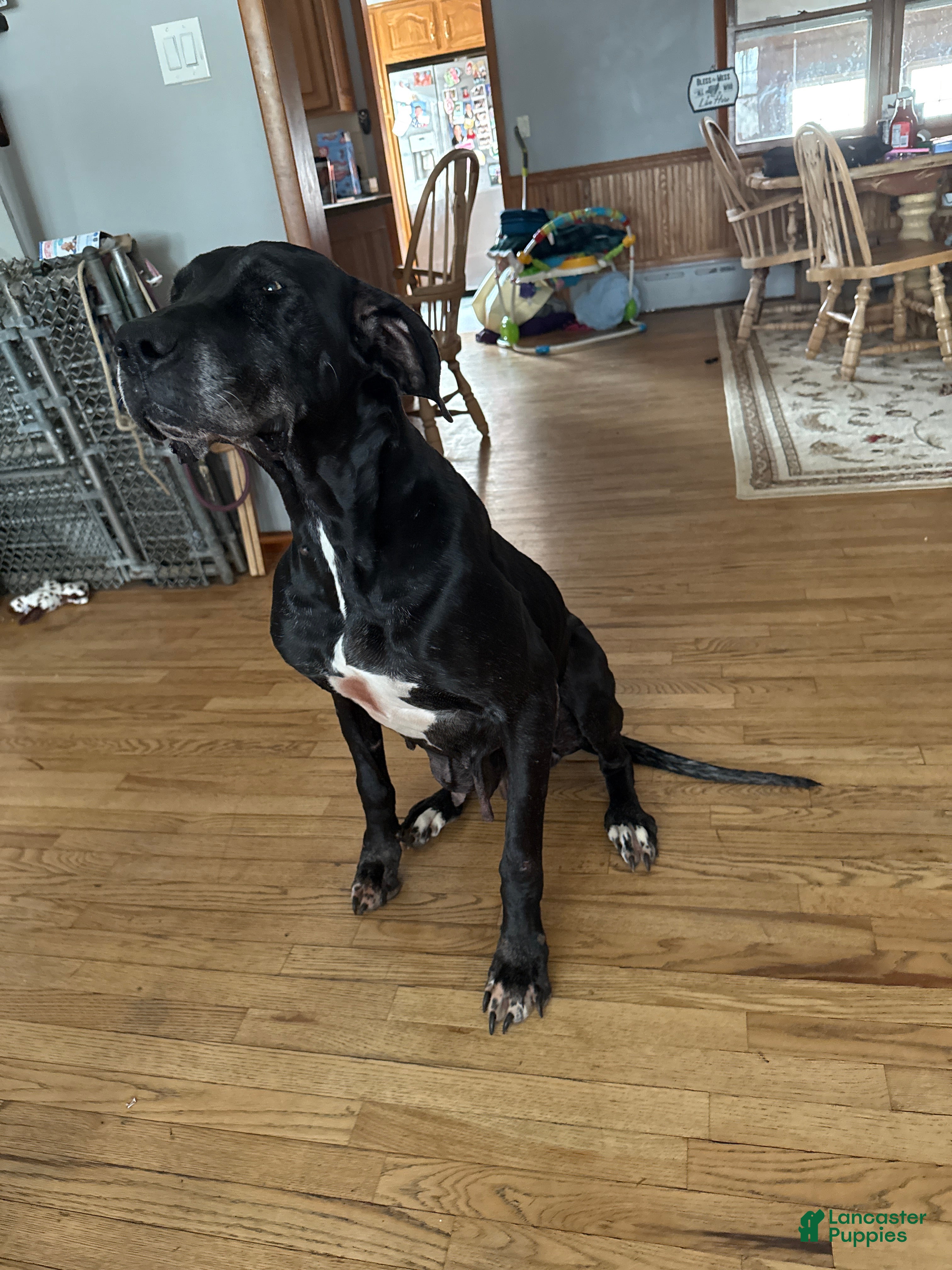 Great Dane dogs Great Dane adult  - Ad 13