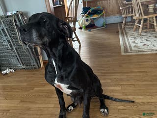 Great Dane dogs Great Dane adult - Ad 37