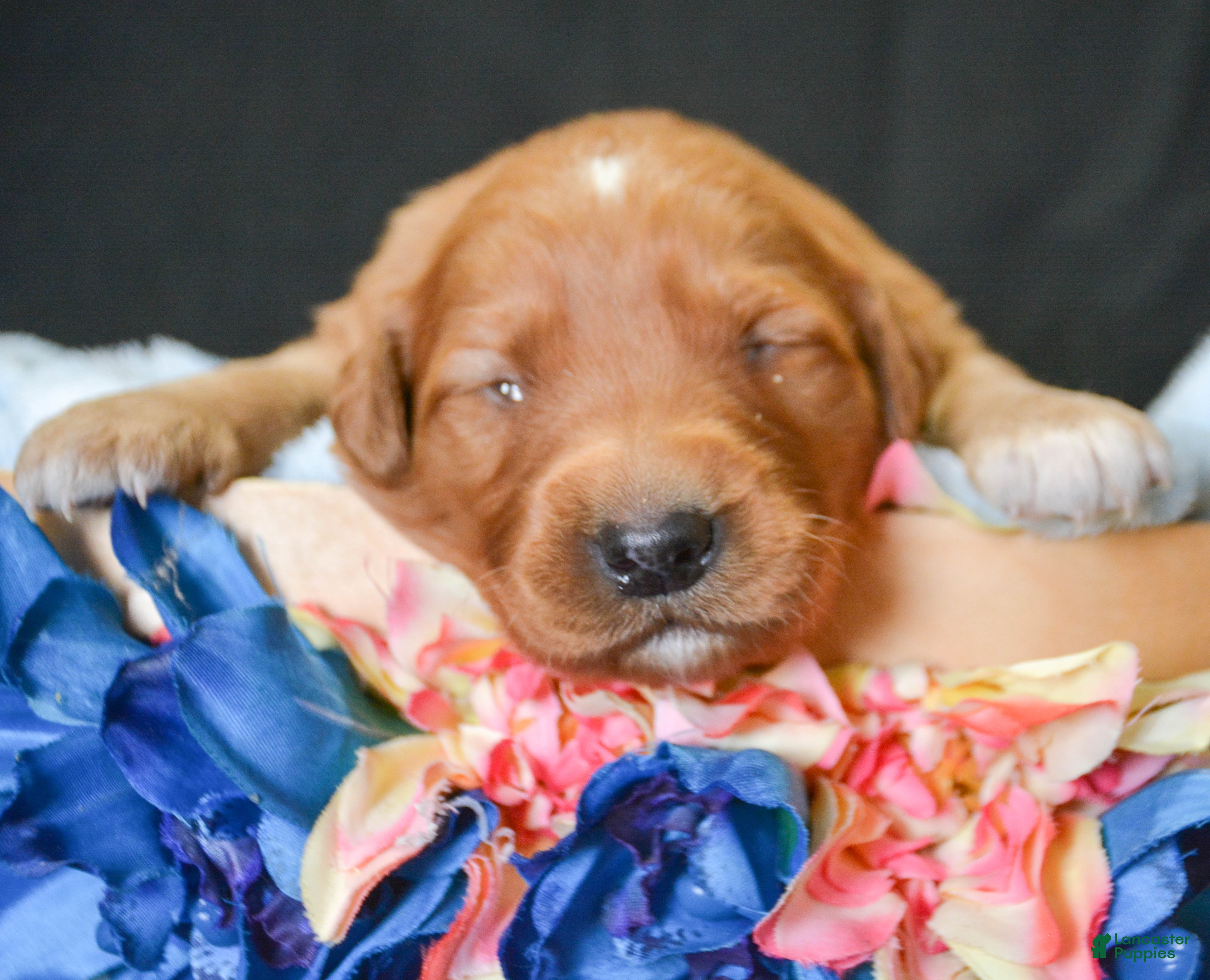 Golden Retriever dogs Golden Retriever Puppy 2 Gizmo - Ad 33