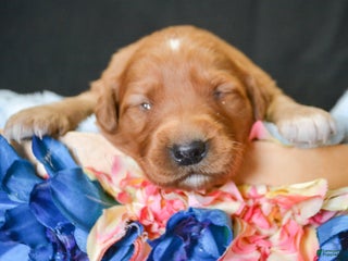 Golden Retriever dogs Golden Retriever Puppy 2 Gizmo - Ad 33