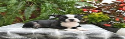 Boston Terrier dogs for sale: Porter - Ad 5