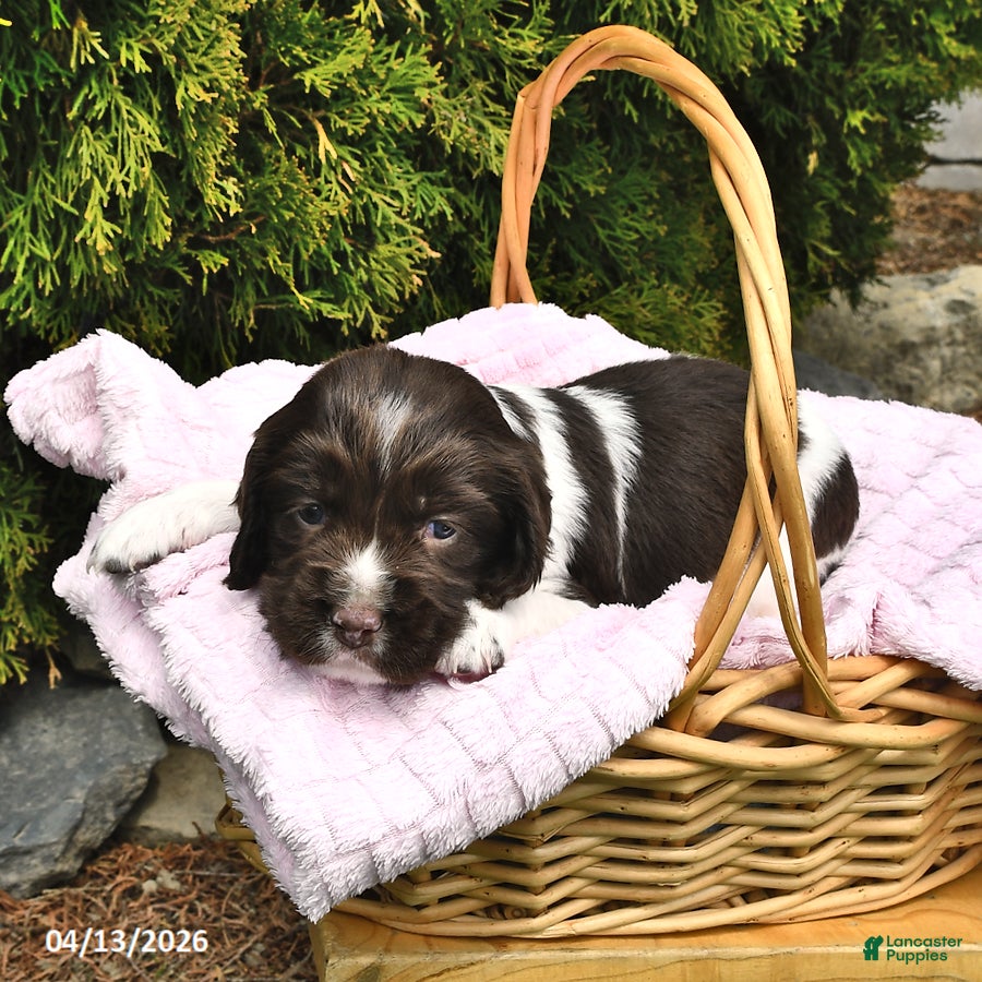 English Springer Spaniel dogs Evelyn - Ad 1