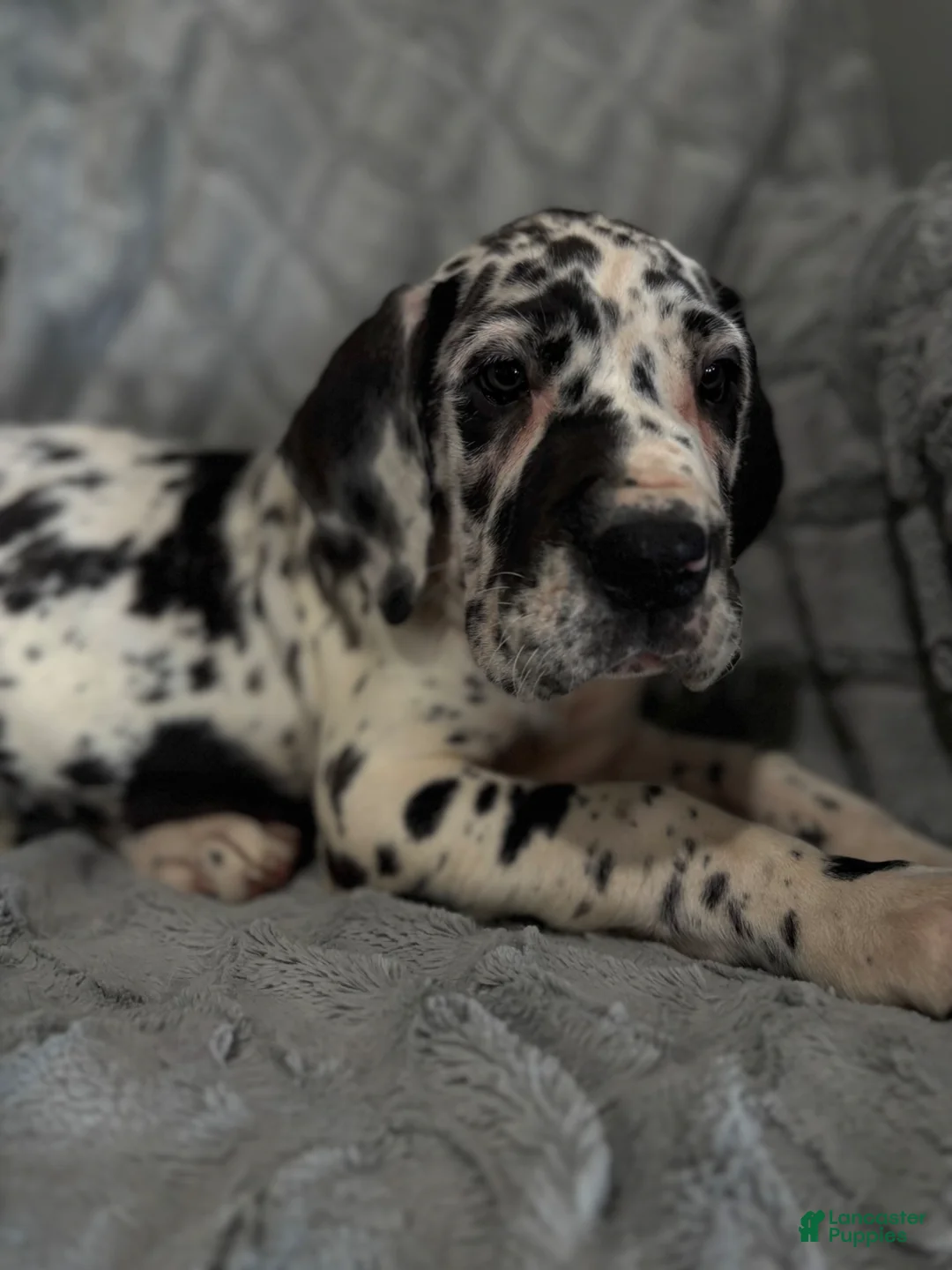 Great Dane dogs for sale: Maverick - Ad 6